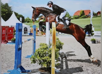 Hanovrien, Jument, 12 Ans, 168 cm, Bai