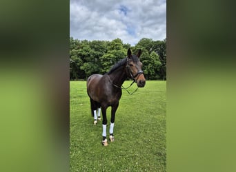 Hanovrien, Jument, 12 Ans, 170 cm, Bai brun