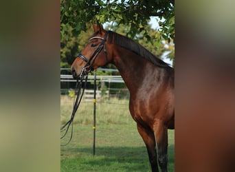 Hanovrien, Jument, 12 Ans, 170 cm, Bai clair
