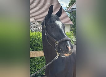 Hanovrien, Jument, 12 Ans, 170 cm, Noir