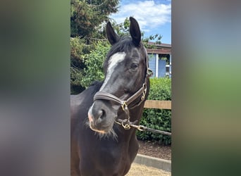 Hanovrien, Jument, 12 Ans, 170 cm, Noir