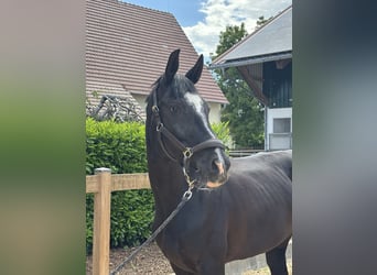 Hanovrien, Jument, 12 Ans, 170 cm, Noir