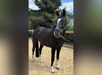 Hanovrien, Jument, 12 Ans, 170 cm, Noir