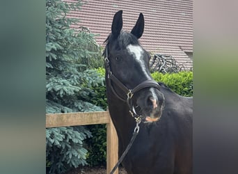 Hanovrien, Jument, 12 Ans, 170 cm, Noir