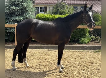 Hanovrien, Jument, 12 Ans, 170 cm, Noir