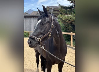 Hanovrien, Jument, 12 Ans, 170 cm, Noir
