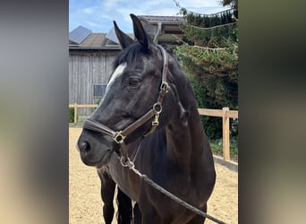 Hanovrien, Jument, 12 Ans, 170 cm, Noir