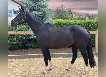 Hanovrien, Jument, 12 Ans, 170 cm, Noir