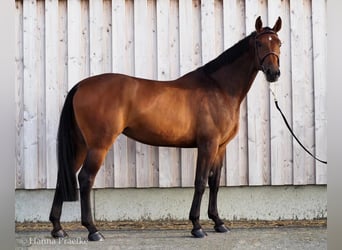 Hanovrien, Jument, 12 Ans, 171 cm, Bai