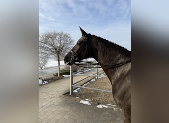 Hanovrien, Jument, 12 Ans, 172 cm, Alezan brûlé