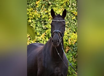 Hanovrien, Jument, 12 Ans, 173 cm, Noir