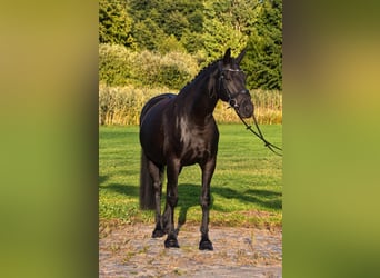 Hanovrien, Jument, 12 Ans, 173 cm, Noir