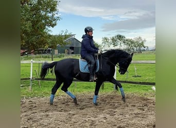 Hanovrien, Jument, 12 Ans, 175 cm, Noir