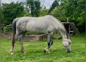Hanovrien, Jument, 13 Ans, 162 cm, Gris