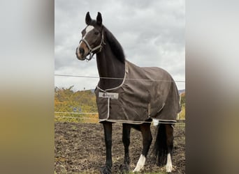 Hanovrien, Jument, 13 Ans, 164 cm, Bai brun
