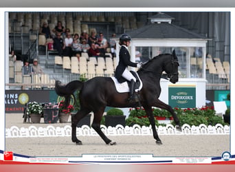 Hanovrien, Jument, 13 Ans, 164 cm