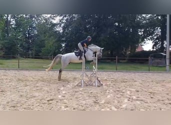 Hanovrien, Jument, 13 Ans, 164 cm, Gris
