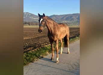 Hanovrien, Jument, 13 Ans, 166 cm, Alezan brûlé