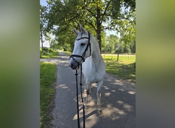 Hanovrien, Jument, 13 Ans, 166 cm, Gris