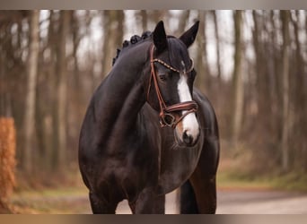 Hanovrien, Jument, 13 Ans, 167 cm, Bai brun