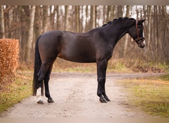 Hanovrien, Jument, 13 Ans, 167 cm, Bai brun