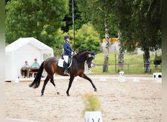 Hanovrien, Jument, 13 Ans, 167 cm, Bai brun