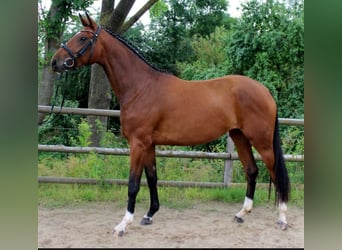 Hanovrien, Jument, 13 Ans, 168 cm, Bai