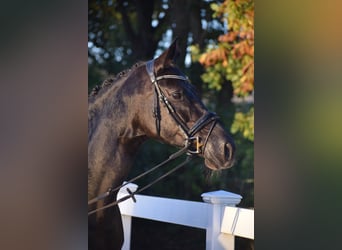 Hanovrien, Jument, 13 Ans, 168 cm, Noir