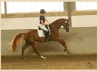 Hanovrien, Jument, 13 Ans, 170 cm, Alezan