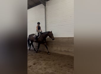 Hanovrien, Jument, 13 Ans, 172 cm, Bai brun