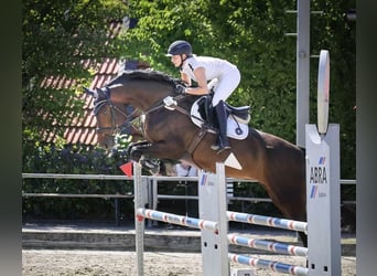 Hanovrien, Jument, 13 Ans, 172 cm, Bai brun