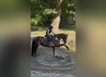 Hanovrien, Jument, 13 Ans, 172 cm, Bai brun