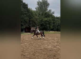 Hanovrien, Jument, 13 Ans, 172 cm, Bai brun
