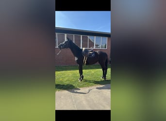 Hanovrien, Jument, 13 Ans, 172 cm, Noir