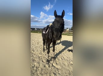 Hanovrien, Jument, 13 Ans, 172 cm, Noir