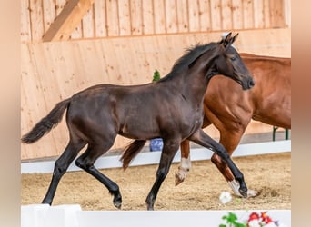 Hanovrien, Jument, 13 Ans, 173 cm, Alezan