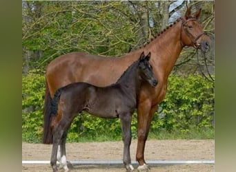 Hanovrien, Jument, 13 Ans, 173 cm, Alezan