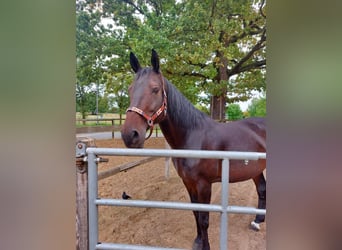 Hanovrien, Jument, 13 Ans, 173 cm