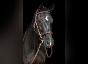 Hanovrien, Jument, 14 Ans, 160 cm, Noir
