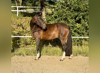 Hanovrien, Jument, 14 Ans, 162 cm, Bai