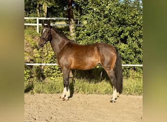 Hanovrien, Jument, 14 Ans, 162 cm, Bai
