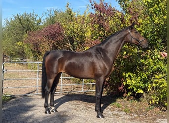 Hanovrien, Jument, 14 Ans, 165 cm, Bai brun
