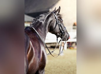 Hanovrien, Jument, 14 Ans, 165 cm, Noir