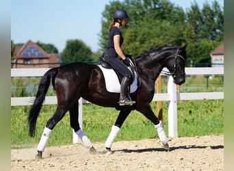Hanovrien, Jument, 14 Ans, 165 cm, Noir
