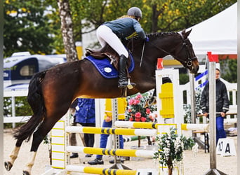 Hanovrien, Jument, 14 Ans, 167 cm, Bai brun