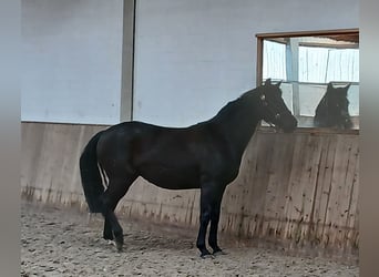 Hanovrien, Jument, 14 Ans, 167 cm, Noir