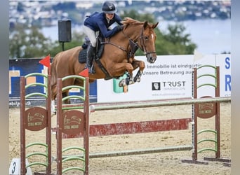 Hanovrien, Jument, 14 Ans, 168 cm, Alezan