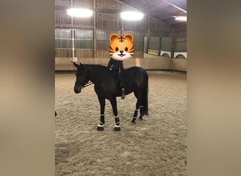 Hanovrien, Jument, 14 Ans, 168 cm, Bai brun