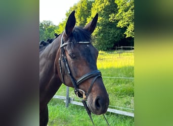 Hanovrien, Jument, 14 Ans, 168 cm, Bai brun