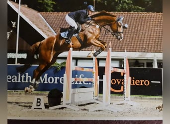 Hanovrien, Jument, 14 Ans, 172 cm, Alezan